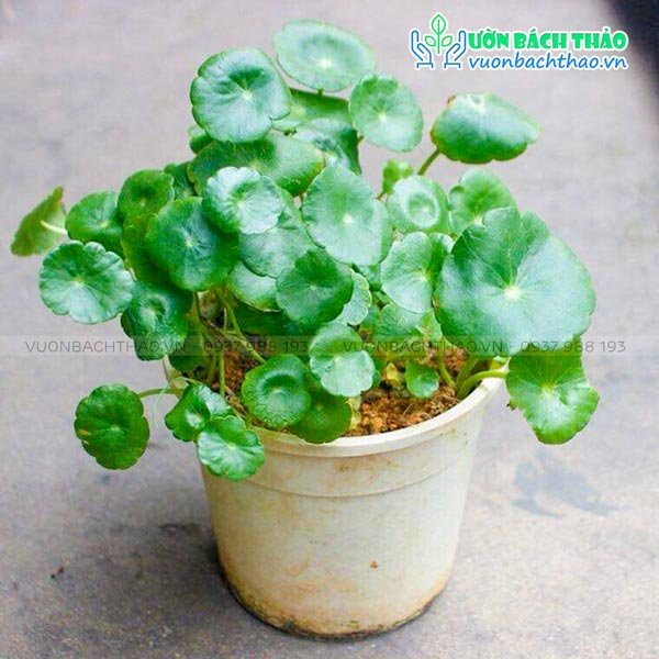 Cây Cỏ Đồng Tiền (Rau Má Kiểng)