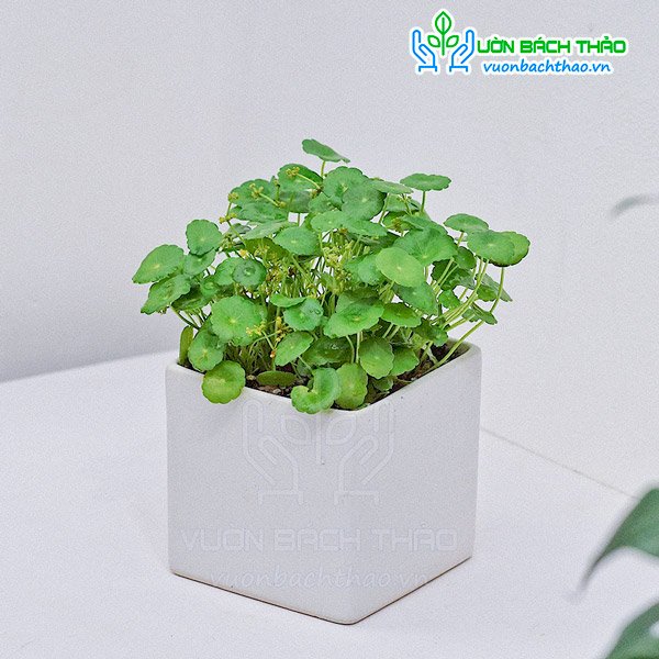 Cây Cỏ Đồng Tiền Để Bàn 3