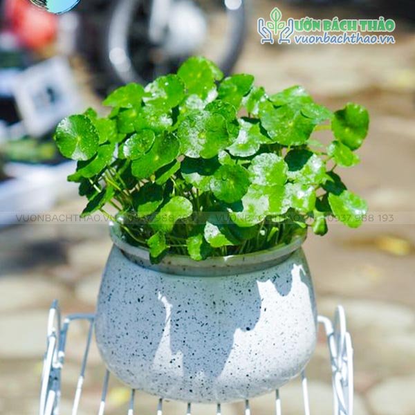 Cây Cỏ Đồng Tiền Để Bàn 2