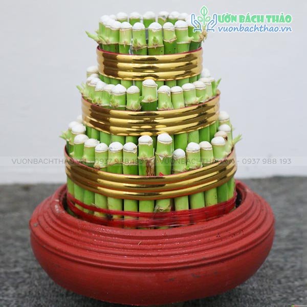 Cây Phát Lộc Tầng 3