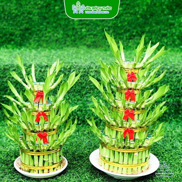 Cây Phát Lộc Tầng 2