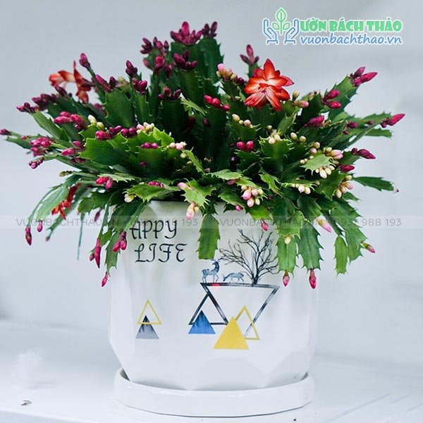 Cây Tiểu Quỳnh Để Bàn 2