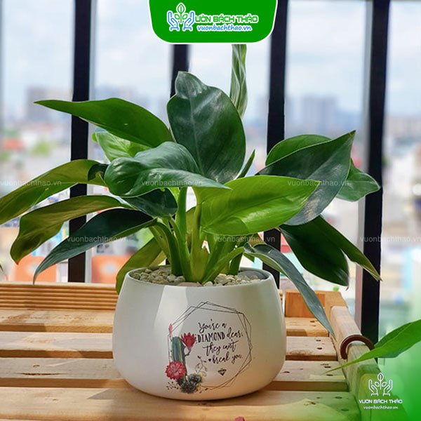 Cây Đế Vương Xanh Để Bàn 2