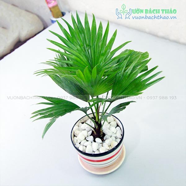 Cây Cọ Ta Để Bàn 2