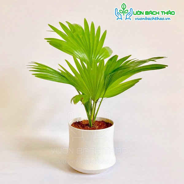 Cây Cọ Ta Để Bàn 3