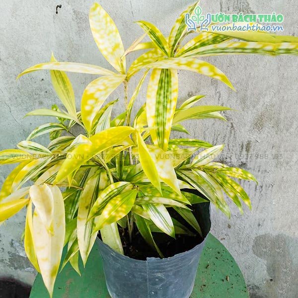 Cây Trúc Nhật Vàng 2