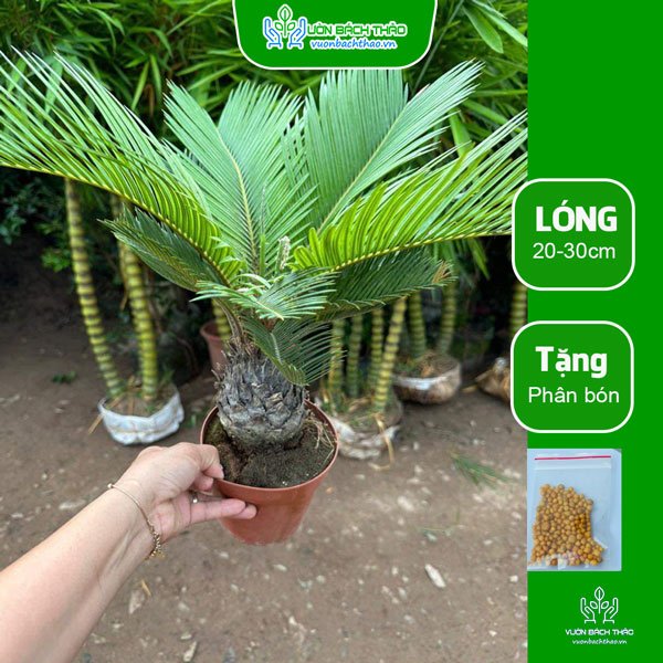 Cây Vạn Tuế 2