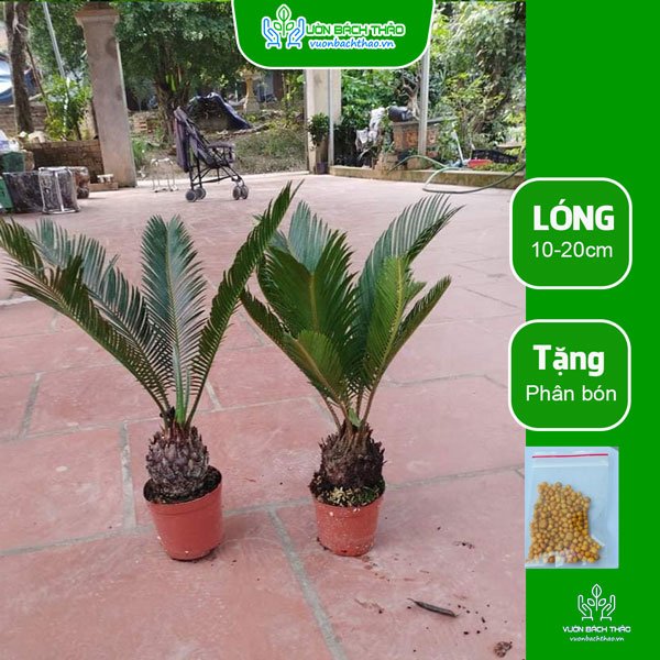 Cây Vạn Tuế 3