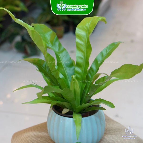 Cây Ráng Ổ Phụng Để Bàn 2
