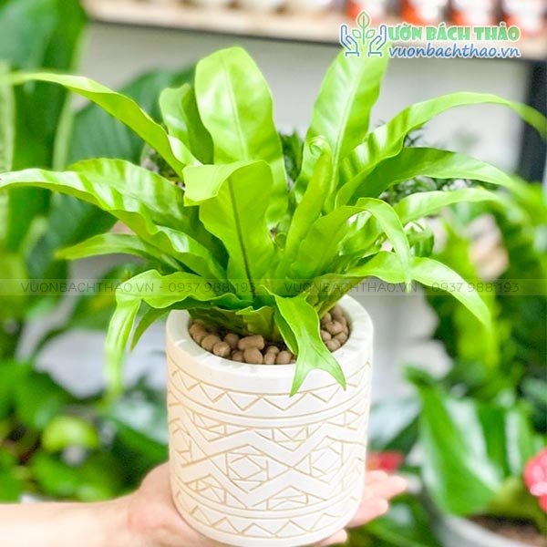 Cây Ráng Ổ Phụng Để Bàn 3
