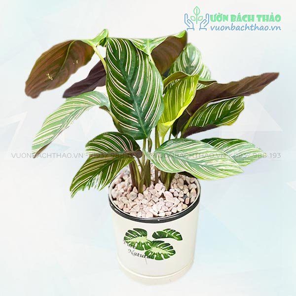 Cây Đuôi Công Sọc Tím Để Bàn 2