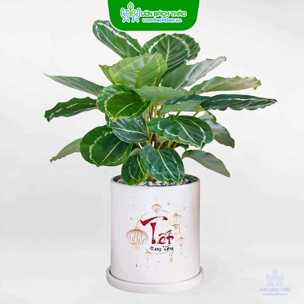 Cây Đuôi Công Xanh Để Bàn 3