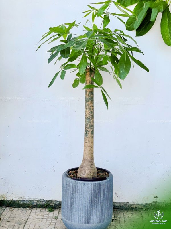 Cây Kim Ngân Nhất Trụ Chậu Đứng 3