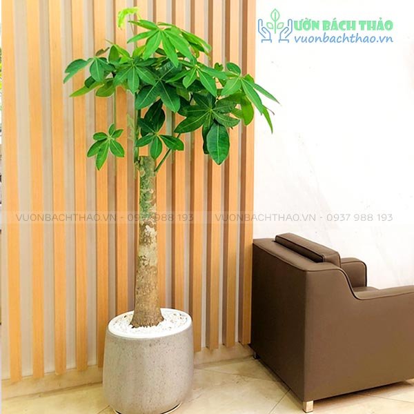 Cây Kim Ngân Nhất Trụ Chậu Đứng 2