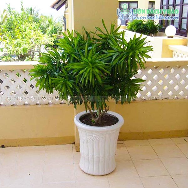Cây Trúc Bách Hợp Chậu Đứng 2