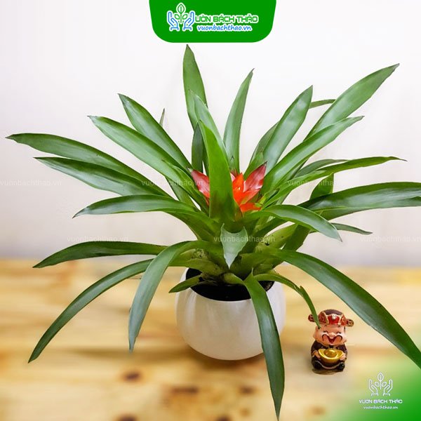 Cây Dứa Cảnh Nến Để Bàn
