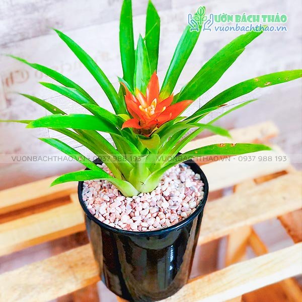 Cây Dứa Cảnh Nến Để Bàn 2