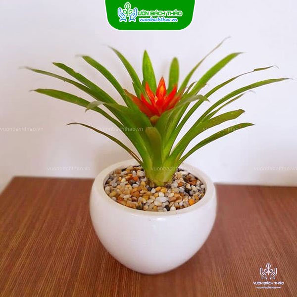 Cây Dứa Cảnh Nến Để Bàn 3