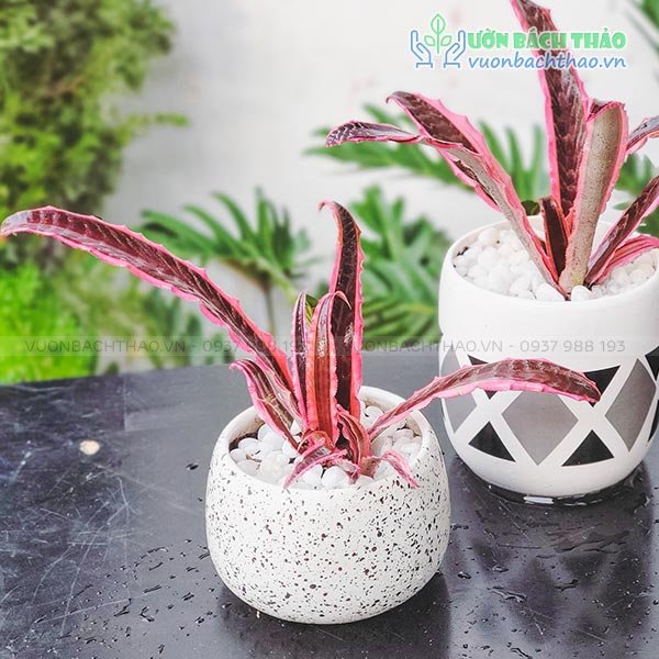 Cây Dứa Hồng Phụng Để Bàn 2