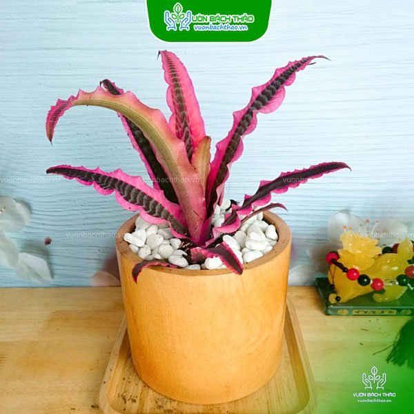 Cây Dứa Hồng Phụng Để Bàn