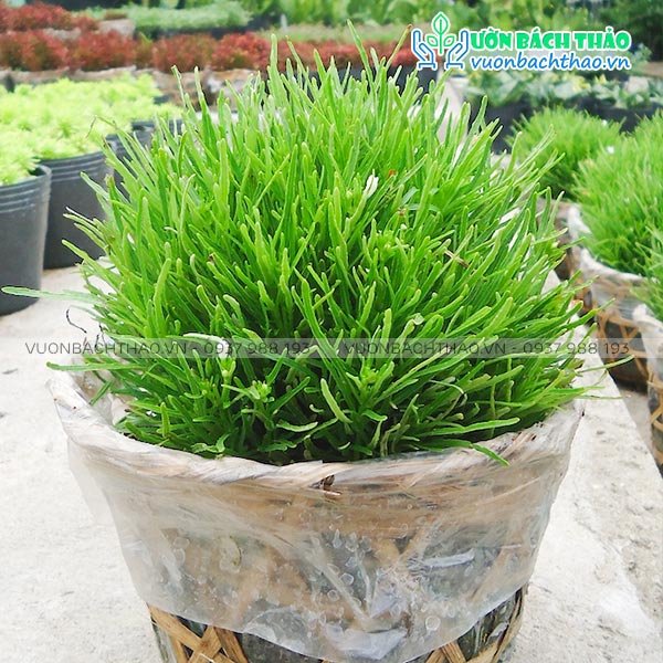 Cây Cỏ Mây