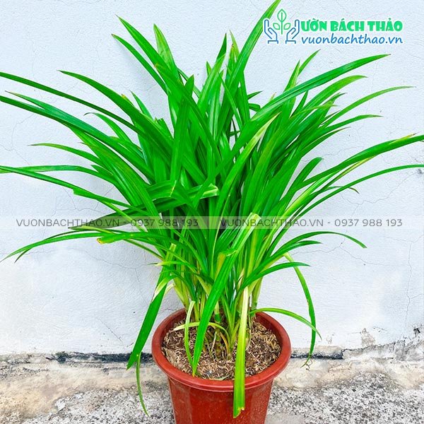 Cây Lá Dứa Thơm