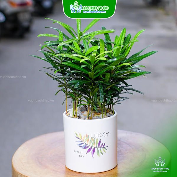 Cây Tùng Hạnh Phúc Để Bàn