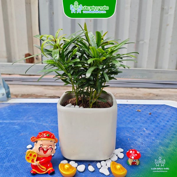 Cây Tùng Hạnh Phúc Để Bàn 3