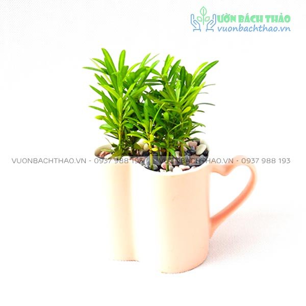 Cây Tùng Hạnh Phúc Để Bàn 2