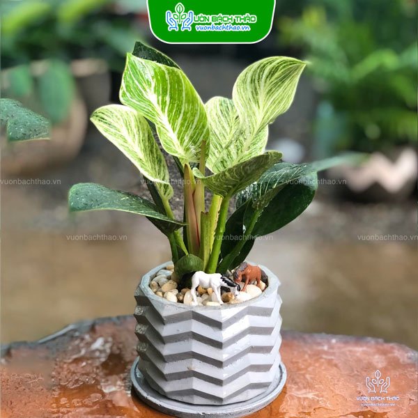 Cây Trầu Bà Hoàng Kim Để Bàn 3