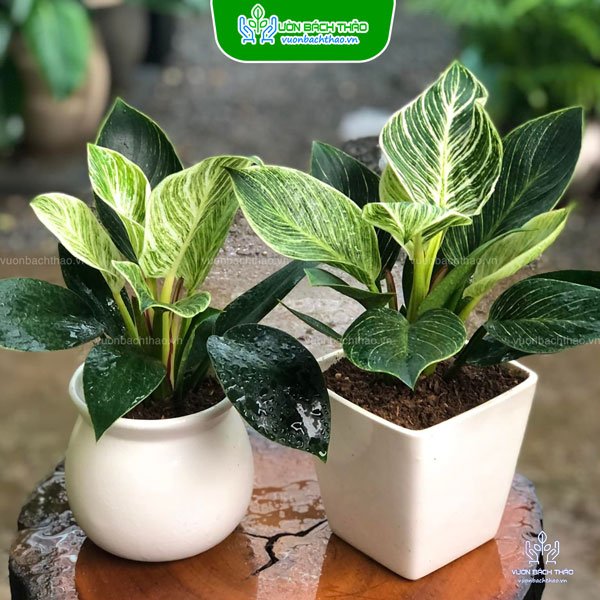 Cây Trầu Bà Hoàng Kim Để Bàn 2
