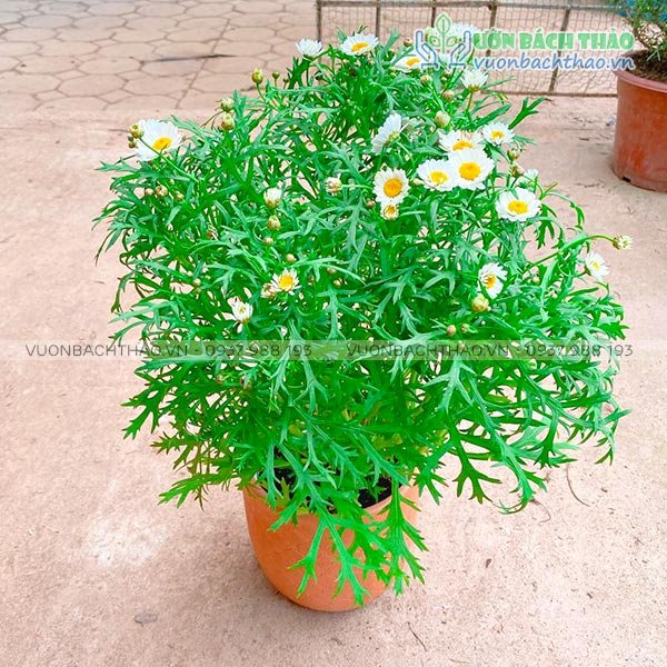 Cây Cúc Họa Mi Trồng Chậu 2