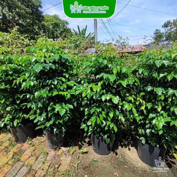 Cây Hạnh Phúc