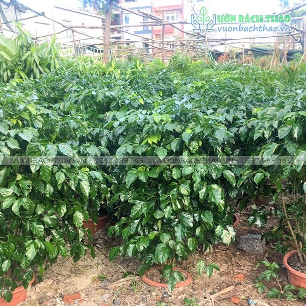 Cây Hạnh Phúc 3