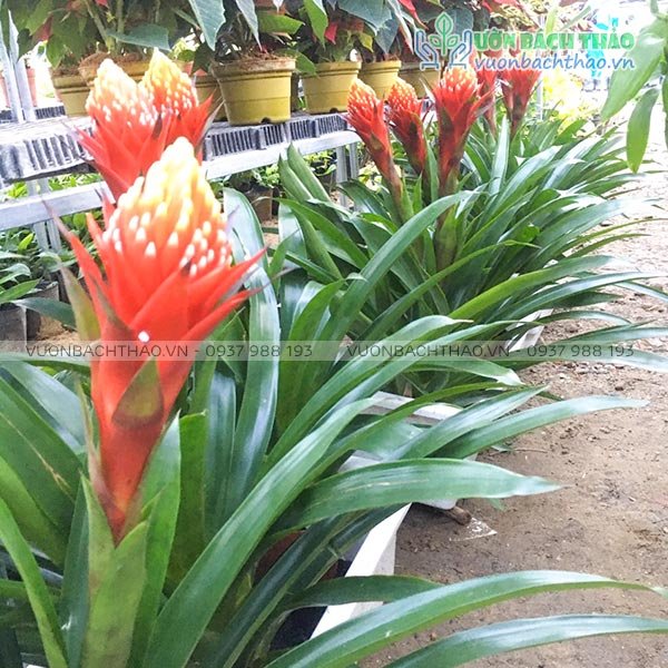 Cây Phong Lộc Hoa (Dứa Cảnh Nến) 2