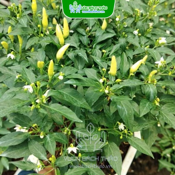 Cây Ớt Chỉ Thiên 3