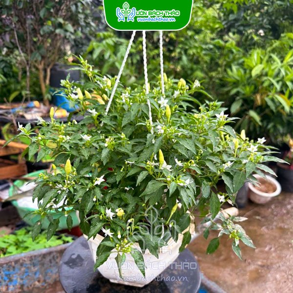 Cây Ớt Chỉ Thiên 2