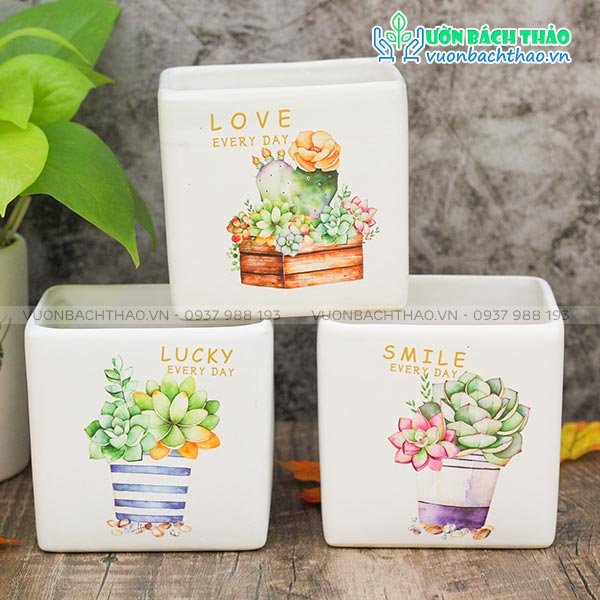 Chậu Sứ Vuông Để Bàn
