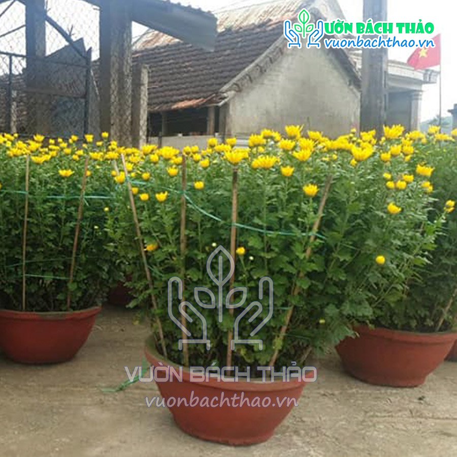 Chậu Hoa Cúc Đại Đóa 3