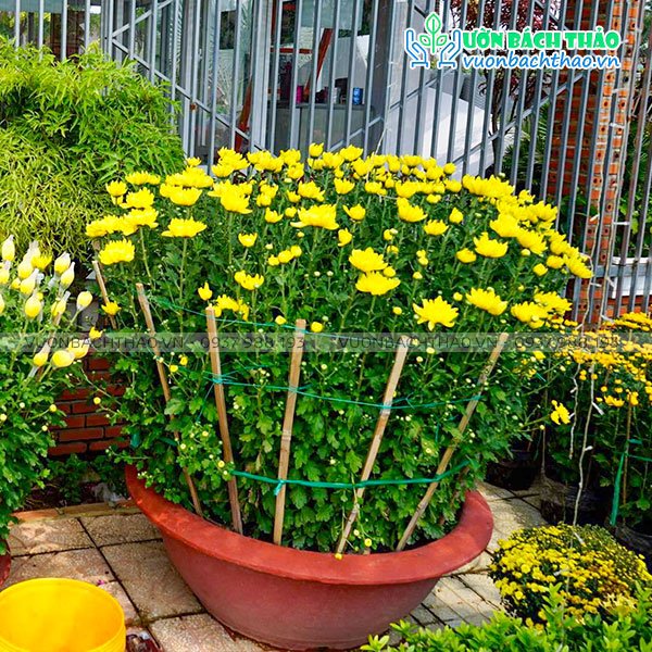 Chậu Hoa Cúc Đại Đóa 2
