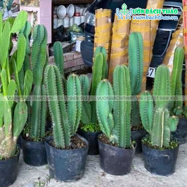 Cây Xương Rồng Cổ Thụ Decor 2