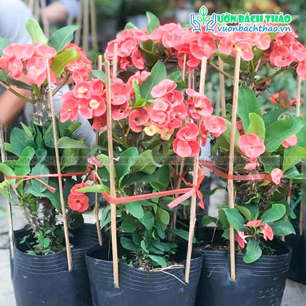 Cây Xương Rồng Bát Tiên 2