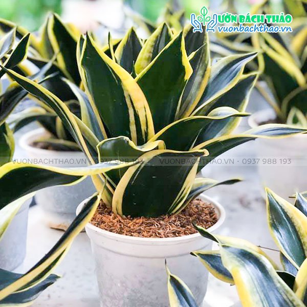 Cây Lưỡi Hổ Búp Sen