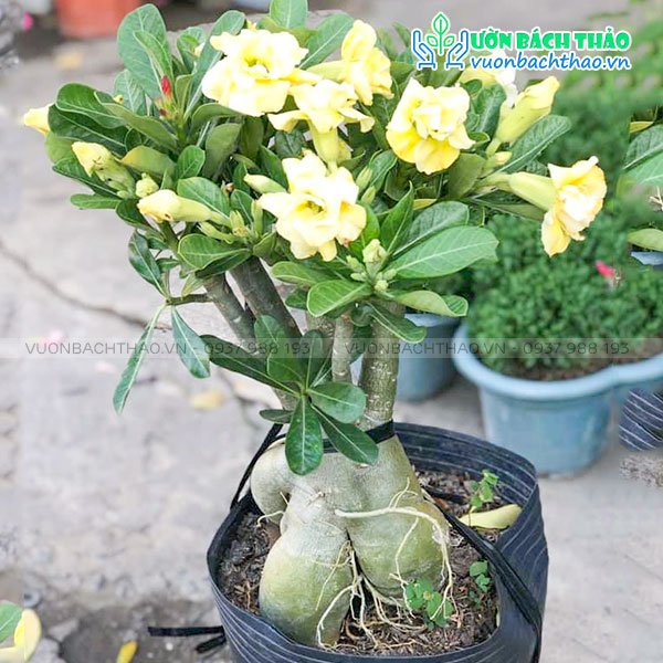 Cây Sứ Thailand Bông Kép