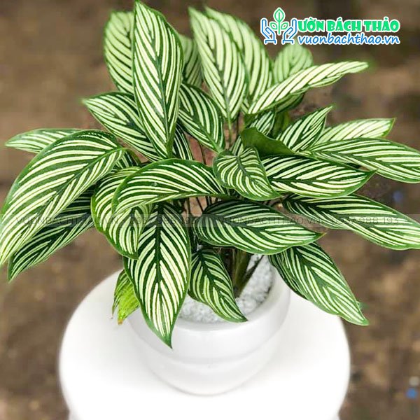 Cây Đuôi Phụng Xanh Để Bàn
