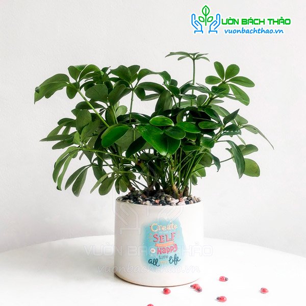 Cây Ngũ Gia Bì Để Bàn 2