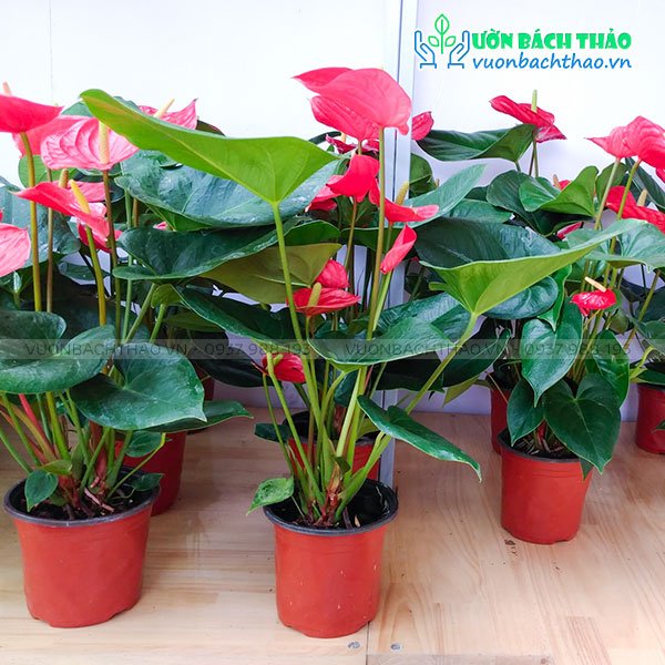 Cây Tiểu Hồng Môn 2