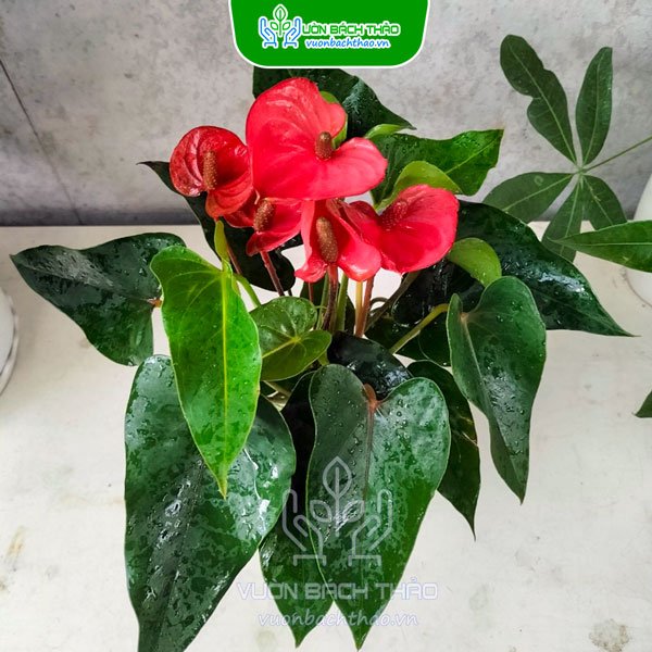 Cây Hồng Môn Trong Nước 3