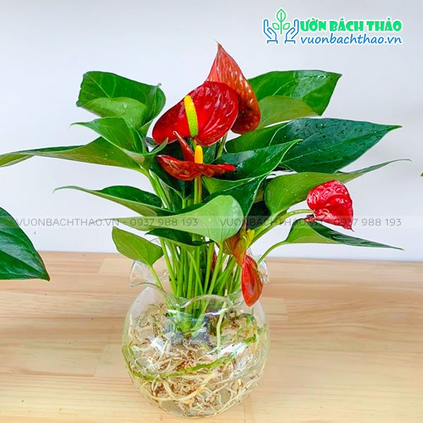 Cây Hồng Môn Trong Nước 2