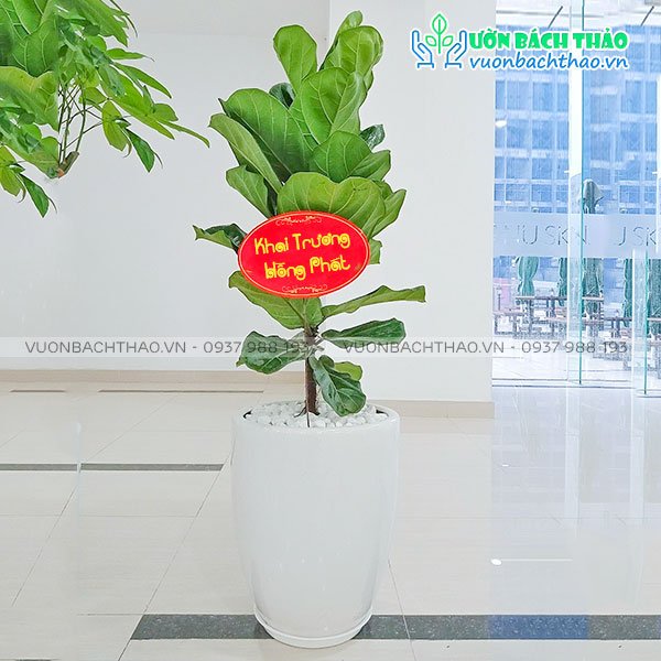 Cây Bàng Singapore Tặng Khai Trương 2